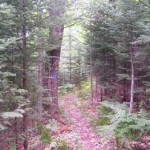 Green Pine lake Pathway