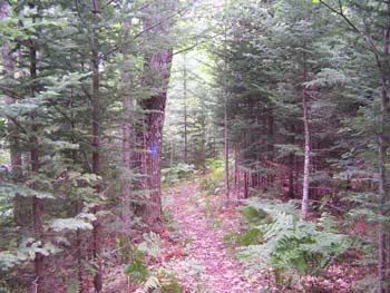 Green Pine lake Pathway